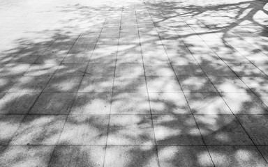 Tree shadow on the white concrete  blackground