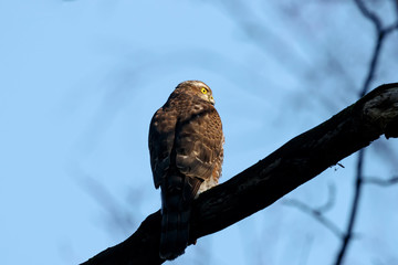 Eurasian sparrowhawk young sitting on branch of tree. Cute brown little hawk with bright yellow...