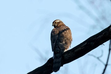 Eurasian sparrowhawk young sitting on branch of tree. Cute brown little hawk with bright yellow eyes. Bird of prey in wildlife.