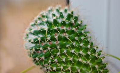 Round potted green spiky thorny cactus on window sill.