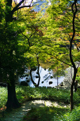 Branch with green and yellow maple leaves, with a pond in the background, in Japanese garden (Koishikawa Korakuen, Tokyo, Japan)
