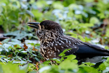 Spotted nutcracker eating nuts on ground in grass. Northern beautiful crow. Bird in wildlife.