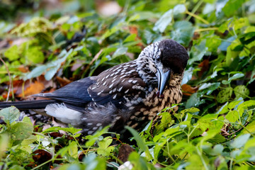 Spotted nutcracker eating nuts on ground in grass. Northern beautiful crow. Bird in wildlife.