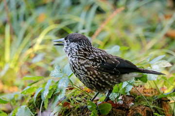Spotted nutcracker eating nuts on ground in grass. Northern beautiful crow. Bird in wildlife.