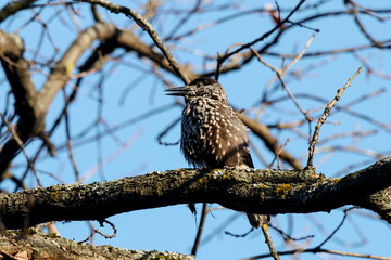 Spotted nutcracker sitting on branch of tree. Northern beautiful crow. Bird in wildlife.