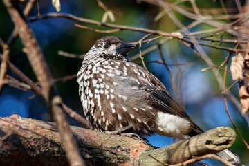 Spotted nutcracker sitting on branch of tree. Northern beautiful crow. Bird in wildlife.
