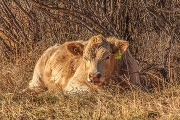 Young cow lying in the grass beside bushes