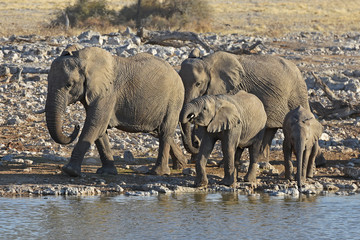 Obraz premium Elefanten (loxodonta africana) am Wasserloch Okaukuejo im Etosha Nationalpark in Namibia