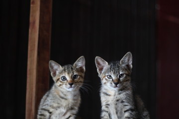Kitten