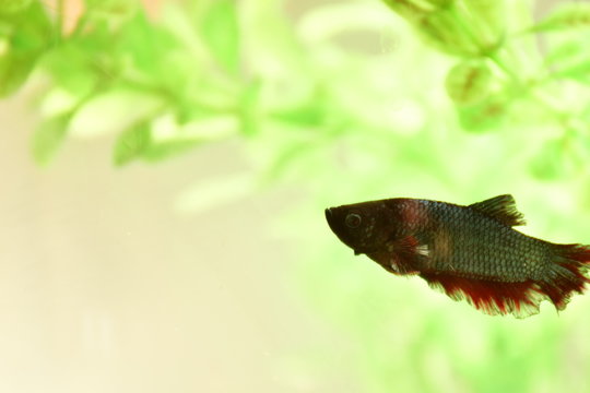Ryba bojownik (betta imbellis)