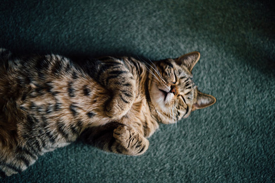 Sleeping kitty
