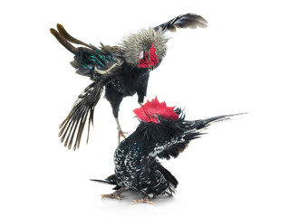 cockfight isolated on white © fotomaster