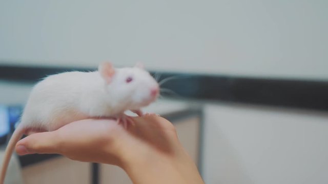 little girl is played on a bed with a white homemade handmade rat mouse. funny video rat crawling over a little girl. girl and white mouse pet concept lifestyle