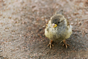 Sparrow