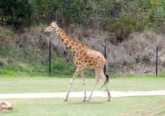 Giraffe