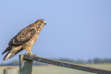 Swainson's Hawk glaring at a target