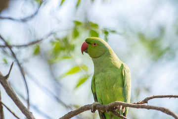 Parrot sitting on a branch