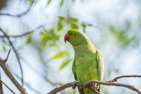 Parrot sitting on a branch