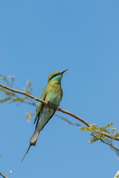 Green Bee Eater