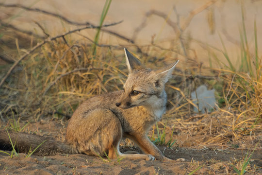 The Indian Fox