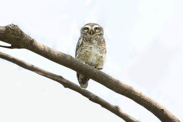 The Spotted Owl