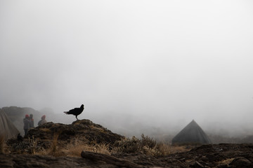 Raven in the mist