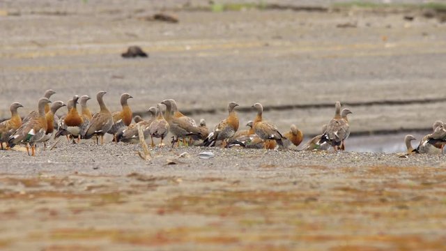 flock of Caiquenes, anseriformes birds of the Anatidae family that includes five endemic species of the South American continent