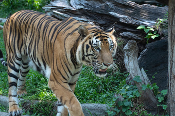 Portrait of a face and head tiger in the wild, Bengal (Indian) tiger jungle animals