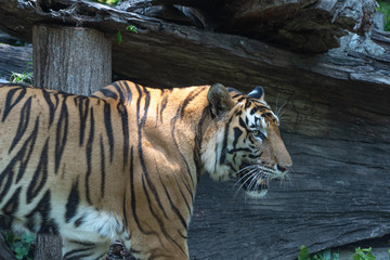 Image of tiger face and head jungle animals in the wild