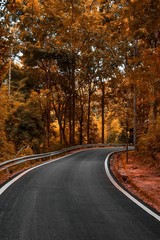 Curve road in to the forest autumm tone