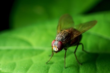 Macro picture of fly on green leaf