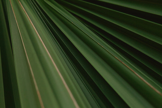 Close up showing color and texture of a tropical leaf