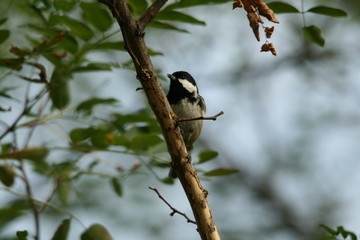 Blackberry under observation