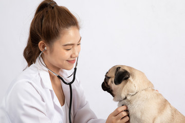 Beautiful Attractive Young Asian Veterinarian Woman using stethoscope checking up the dog pug breed...