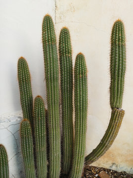 Organ pipe cactus