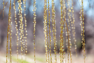 A curtain of hanging willow branches in front of blurred background