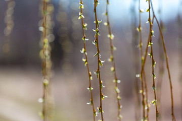 A curtain of hanging willow branches in front of blurred background