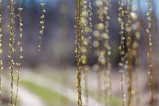 A curtain of hanging willow branches in front of blurred background