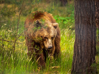 Braunbär