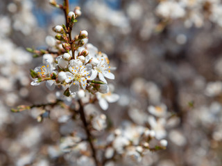 white blossom tree