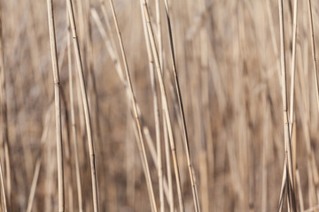 Obraz premium Golden background of dry reed stems