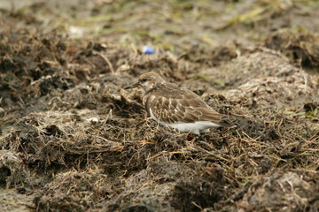 Turner stones looking for food