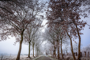 Tree lined avenue in a wintry frosty landscape