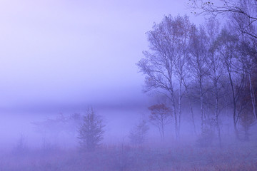 Naklejka na ściany i meble Morning Mist and trees - 朝霧と木々たち