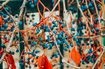 Ornamental plant with blue berries and red leaves. Autumn wild plant