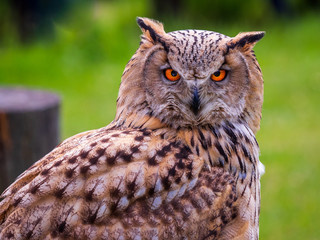 Uhu-Portrait