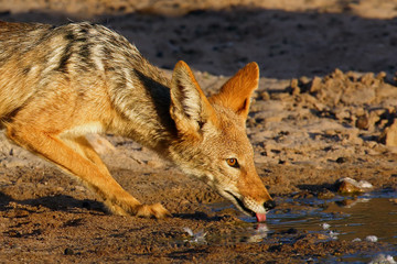 Fototapeta premium The black-backed jackal (Canis mesomelas) drinks at the waterhole in the desert. Jackal by the water in the evening light. Jackal at sunset at waterhole. Jackal portait.