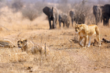 African lion (Panthera leo kruegeri) in savannah. Pride of lions subsides herd of elephants.