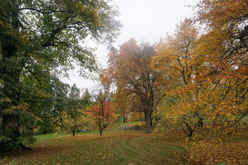 Fototapeta premium trees