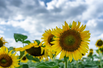 Yellow sunflowers in the fields of agriculture on a cloudy day Clouds on the sky